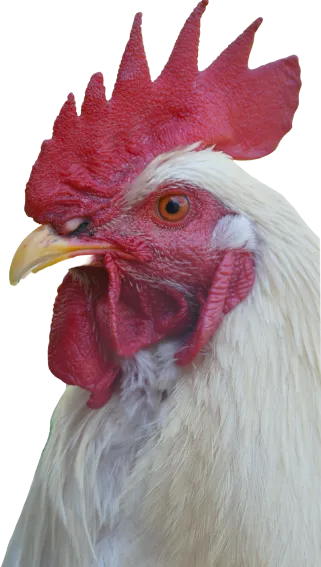 A cock.